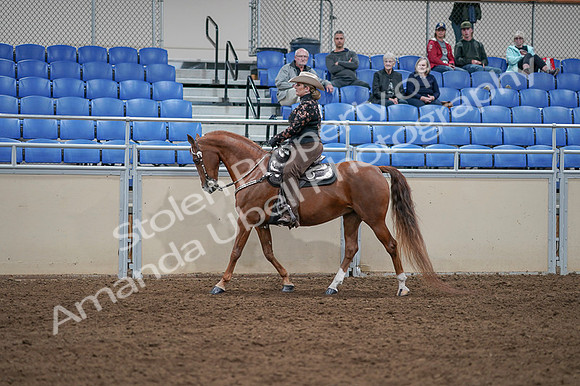 2020 - AB Morgan Horse - Fri, Sept 04 - 08341