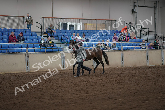 2019 Morgan Horse Show - Aug 30, 2019 - 25680