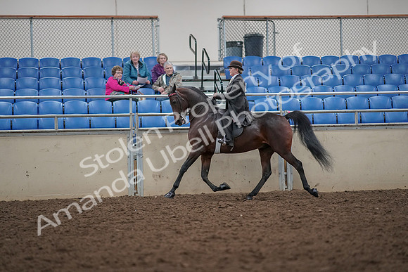 2019 Morgan Horse Show - Aug 30, 2019 - 27951
