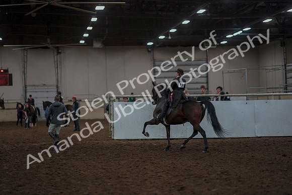 2019 Morgan Horse Show - Aug 30, 2019 - 28351