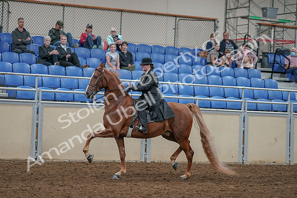 2020 - AB Morgan Horse - Fri, Sept 04 - 11263
