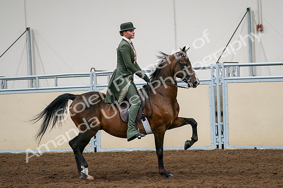 2020 - AB Morgan Horse - Fri, Sept 04 - 03370