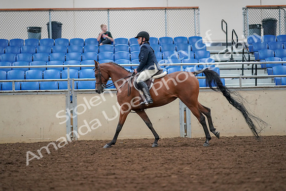 2019 Morgan Horse Show - Aug 30, 2019 - 16374