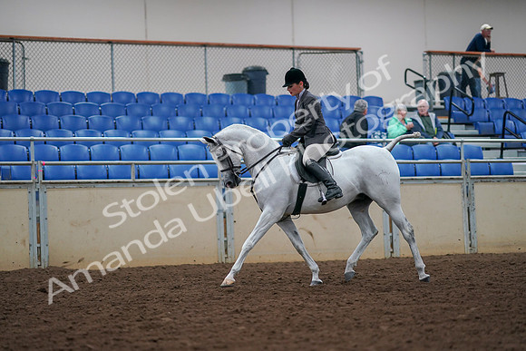 2019 Morgan Horse Show - Aug 30, 2019 - 17354