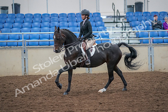 2019 Morgan Horse Show - Aug 30, 2019 - 20548