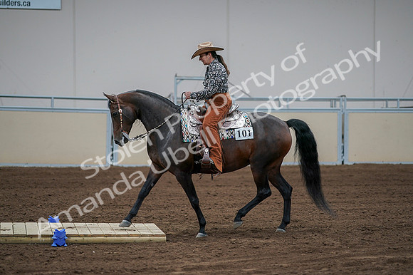 2020 - AB Morgan Horse - Fri, Sept 04 - 00060