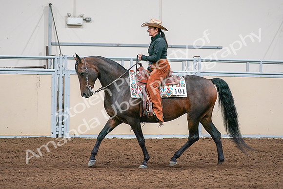 2020 - AB Morgan Horse - Sun, Sept 06 - 01566