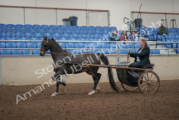 2019 Morgan Horse Show - Aug 31, 2019 - 04390