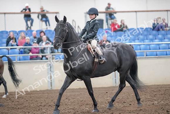 2019 Morgan Horse Show - Aug 31, 2019 - 19417