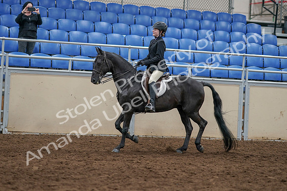 2020 - AB Morgan Horse - Sun, Sept 06 - 07782