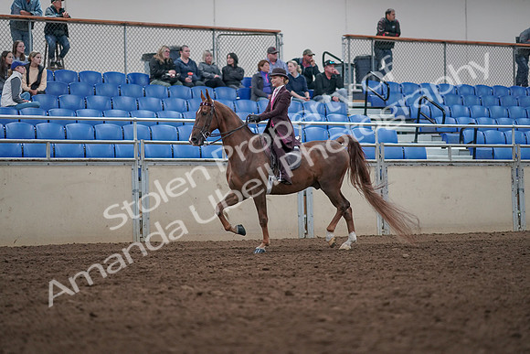 2019 Morgan Horse Show - Aug 31, 2019 - 20511