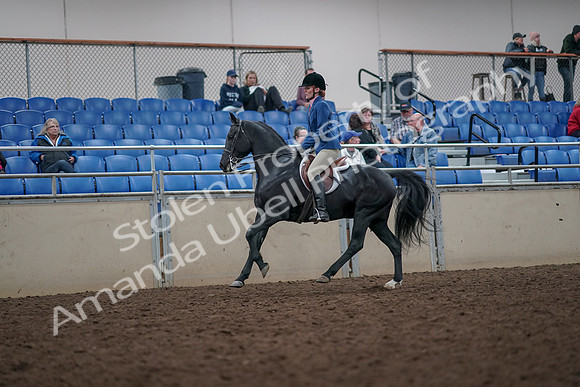 2019 Morgan Horse Show - Aug 31, 2019 - 16683