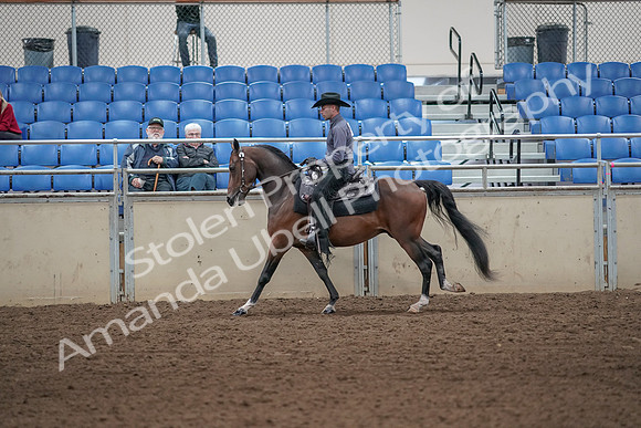 2019 Morgan Horse Show - Aug 31, 2019 - 06111