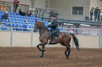 2020 - AB Morgan Horse - Sun, Sept 06 - 00292