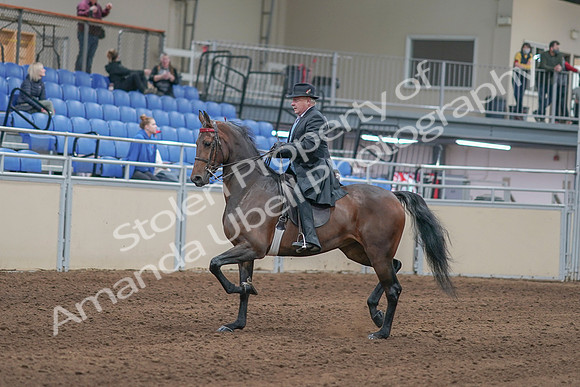 2020 - AB Morgan Horse - Sun, Sept 06 - 00292