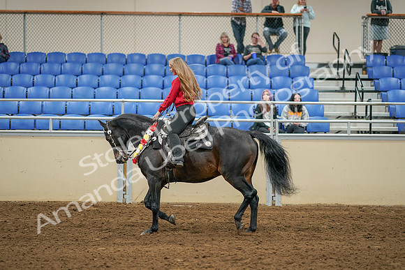 2020 - AB Morgan Horse - Sat, Sept 05 - 10375