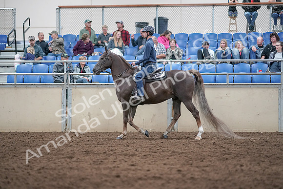 2019 Morgan Horse Show - Aug 31, 2019 - 21399