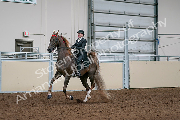 2020 - AB Morgan Horse - Sat, Sept 05 - 13097
