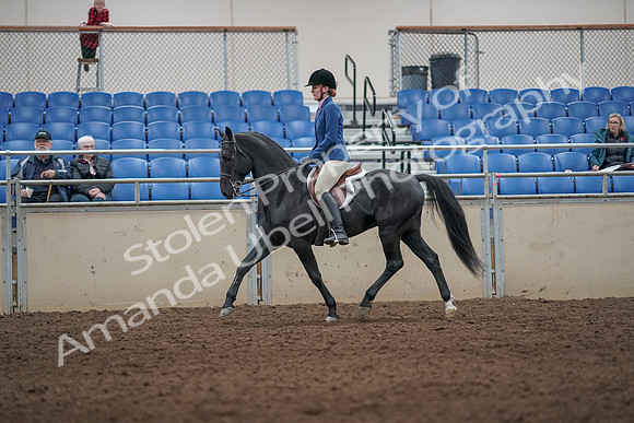 2019 Morgan Horse Show - Aug 31, 2019 - 07229