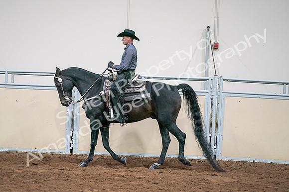 2020 - AB Morgan Horse - Fri, Sept 04 - 08556