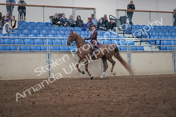 2019 Morgan Horse Show - Aug 31, 2019 - 20618