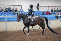 2019 Morgan Horse Show - Aug 31, 2019 - 19383