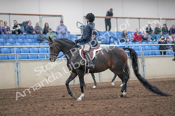 2019 Morgan Horse Show - Aug 31, 2019 - 19383