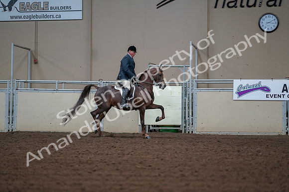2019 Morgan Horse Show - Aug 30, 2019 - 17646