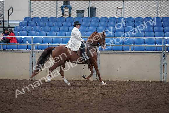 2019 Morgan Horse Show - Aug 31, 2019 - 17983