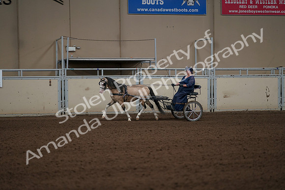 2019 Morgan Horse Show - Aug 31, 2019 - 04327
