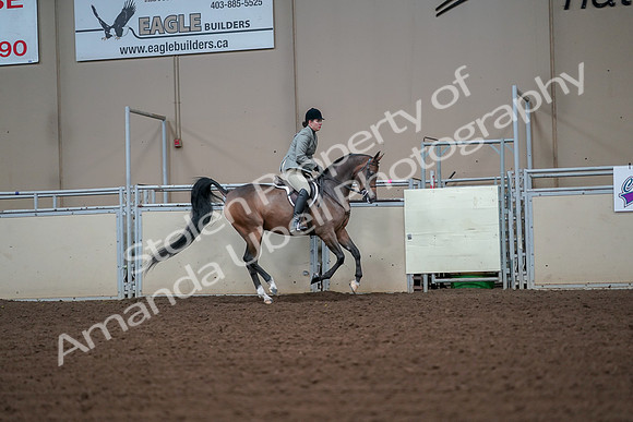 2019 Morgan Horse Show - Aug 30, 2019 - 17606