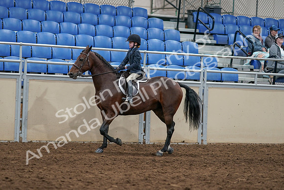 2020 - AB Morgan Horse - Sun, Sept 06 - 07907