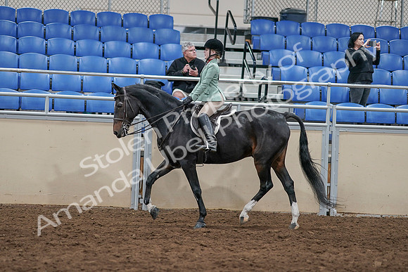 2020 - AB Morgan Horse - Sun, Sept 06 - 07815