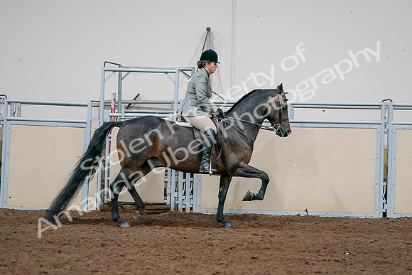 2020 - AB Morgan Horse - Sat, Sept 05 - 14512