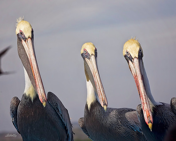 Birds - 173