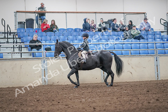 2019 Morgan Horse Show - Aug 31, 2019 - 19467