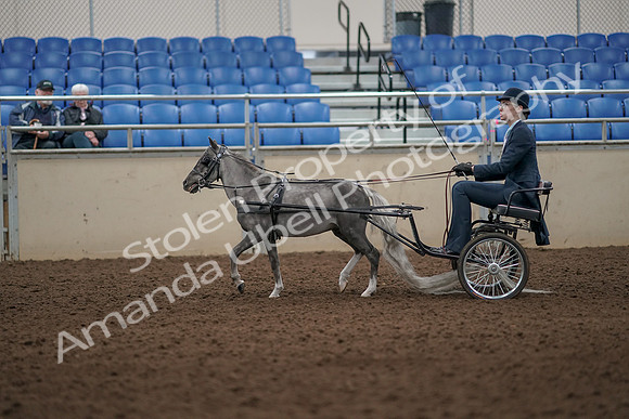 2019 Morgan Horse Show - Aug 31, 2019 - 04269