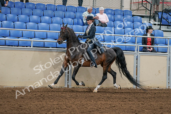 2020 - AB Morgan Horse - Sat, Sept 05 - 06301