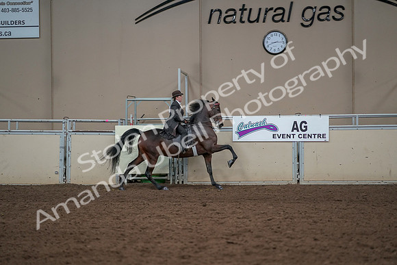 2019 Morgan Horse Show - Aug 30, 2019 - 28202