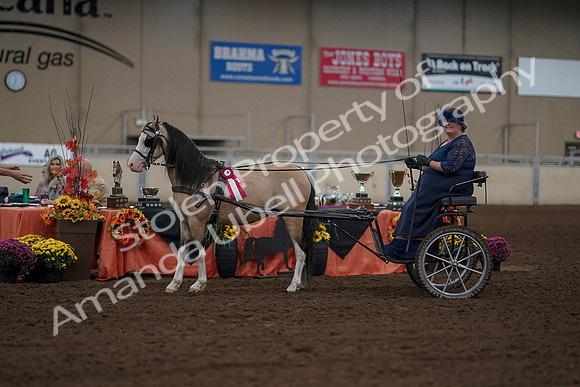 2019 Morgan Horse Show - Aug 31, 2019 - 04576
