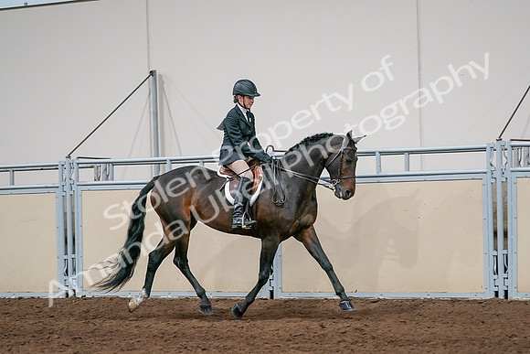 2020 - AB Morgan Horse - Sun, Sept 06 - 08082