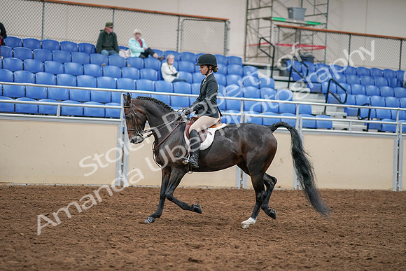 2020 - AB Morgan Horse - Sat, Sept 05 - 14287
