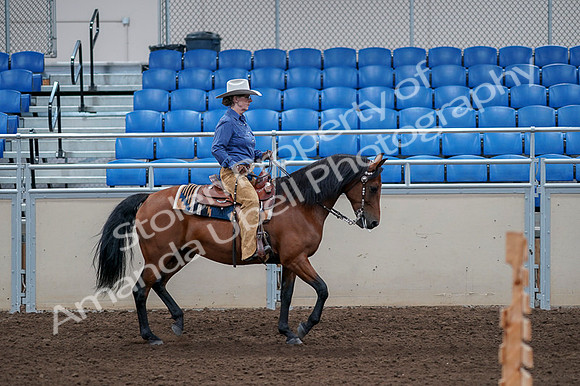 2020 - AB Morgan Horse - Fri, Sept 04 - 00207