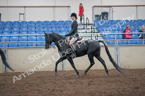 2019 Morgan Horse Show - Aug 31, 2019 - 17138