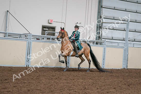 2020 - AB Morgan Horse - Sat, Sept 05 - 13661