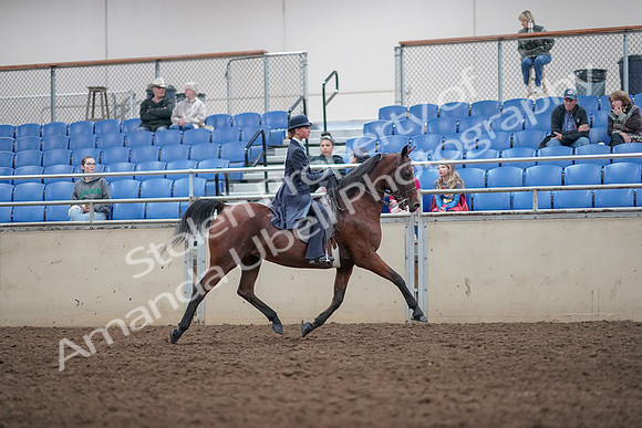 2019 Morgan Horse Show - Aug 31, 2019 - 09594