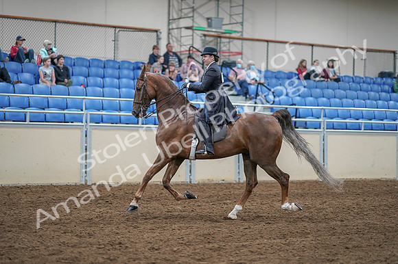 2020 - AB Morgan Horse - Fri, Sept 04 - 11299