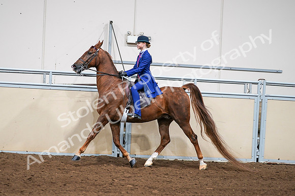 2020 - AB Morgan Horse - Fri, Sept 04 - 04978