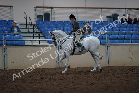 2019 Morgan Horse Show - Aug 31, 2019 - 14894