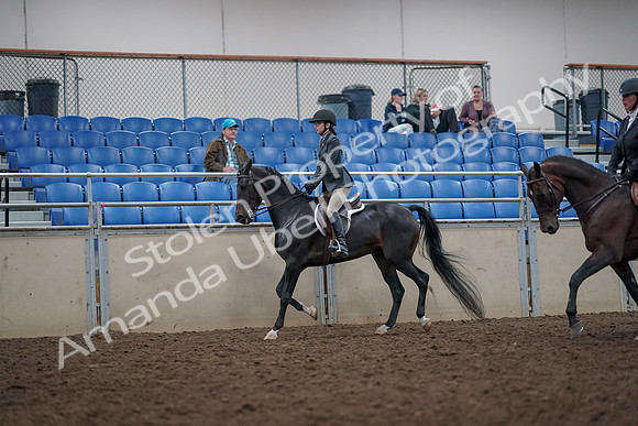2019 Morgan Horse Show - Aug 31, 2019 - 14867